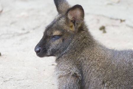 Kangaroos are very strange and unusual bag animalsの写真素材