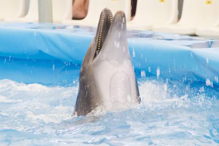 Dolphin performs in pool for joy of children and adultsの写真素材