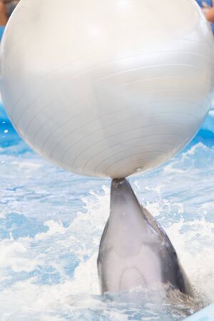 Dolphin performs in pool for joy of children and adultsの写真素材