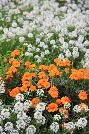 Marigoldの写真素材