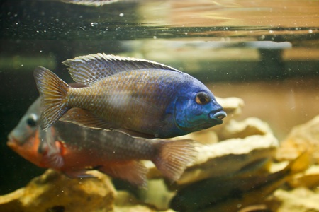 Exotic fish swimming in an aquarium.