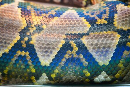 Close-up of adult skin boa.の写真素材