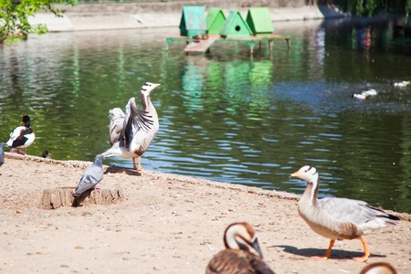 Ducks and geese on the lake at the zoo.の写真素材