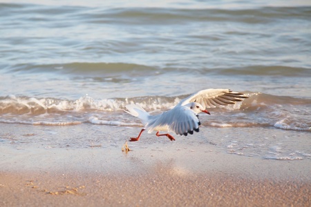 Seagull, flying in the sky with my wings.