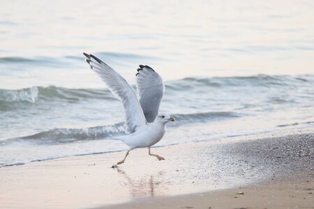 Seagull, flying in the sky with my wings.の写真素材