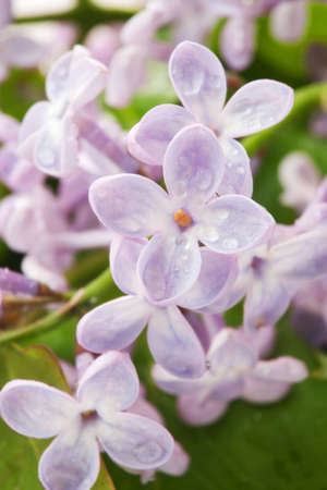 Violet lilac flower close-up with drops of dew の写真素材