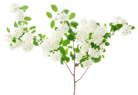 Spring blooming hawthorn on a white background の写真素材