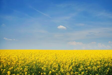 The background color of mustard 