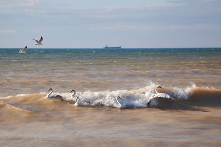 Swans on the Black Sea in Ukraine の写真素材