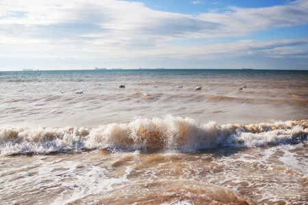 Swans on the Black Sea in Ukraine の写真素材