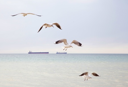 Seagulls flying in the sky with outstretched wings の写真素材