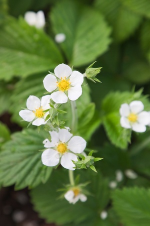 Bush is blooming strawberry close-up in the spring の写真素材