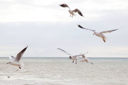 Seagulls flying in the sky with outstretched wings の写真素材