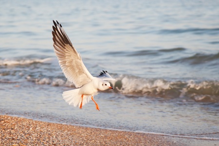 Seagull, flying in the sky with my wings の写真素材