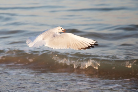 Seagull, flying in the sky with my wings 