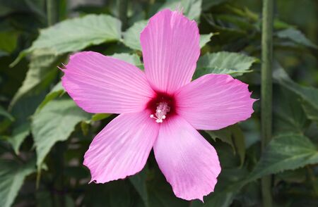 The background of the flower の写真素材