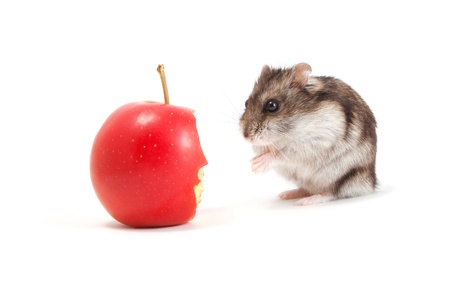 Very hungry hamster and appleの写真素材
