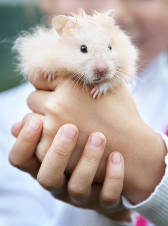 Hamster in the hands of a childの写真素材