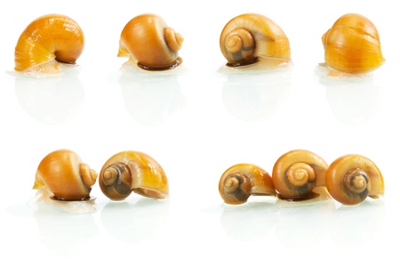 Few snails from different anglesの写真素材