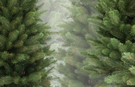 Background of green Christmas trees