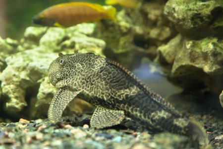 Exotic fish swimming in an aquariumの写真素材