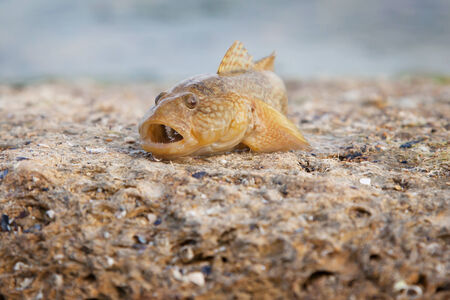 Live saltwater fish on landの写真素材