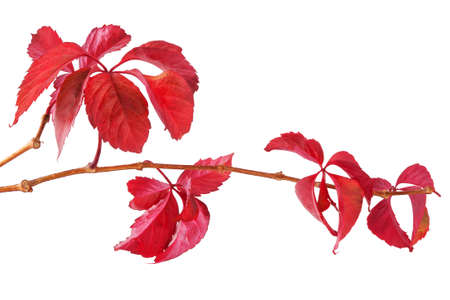 Autumn leaves on the twigの写真素材