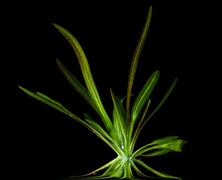 Plant under the waterの写真素材