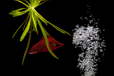 Aquarium fishの写真素材