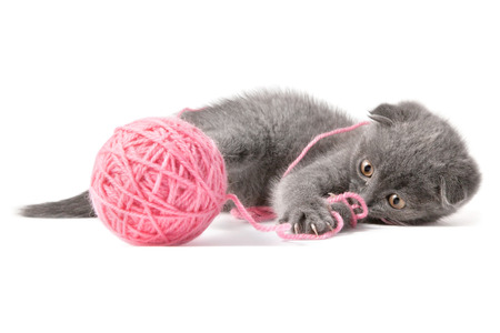 Gray kitten on a white backgroundの写真素材