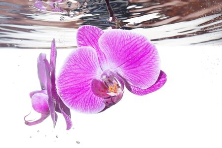 Pink tropical orchid under waterの写真素材