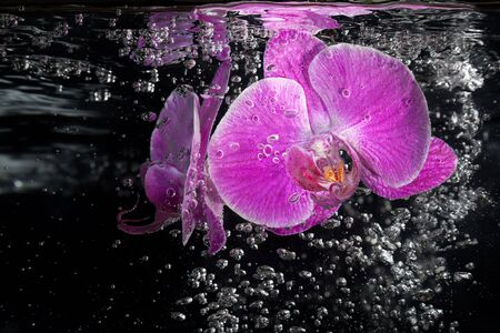 Pink tropical orchid under waterの写真素材