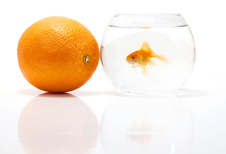 Goldfish in the water on a white backgroundの写真素材