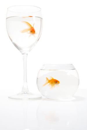 Goldfish in the water on a white backgroundの写真素材