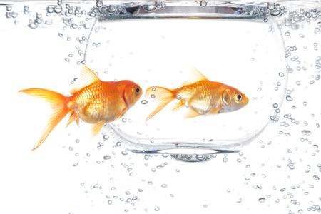 Two goldfish on a white backgroundの写真素材