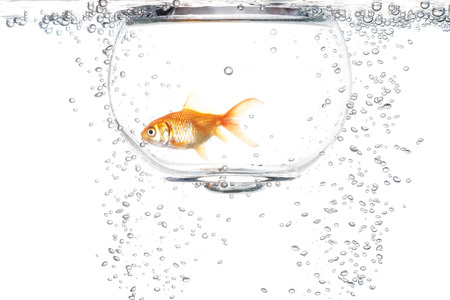 Goldfish in the water on a white backgroundの写真素材