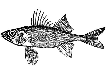 Illustration of fishの写真素材