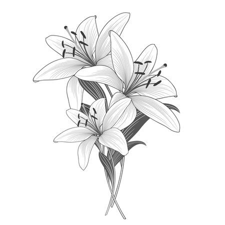 Monochrome background with hand-drawn lily flowers.のイラスト素材