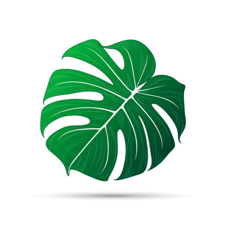 Tropical isolated green leaf flower monstera. Vector element for design.のイラスト素材