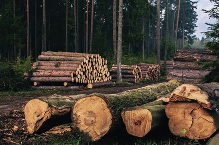 Chopped trees, lumber and wooden logs lying in the forest during deforestationの写真素材