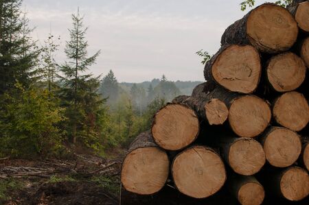 Chopped trees, lumber and wooden logs lying in the forest during deforestationの写真素材