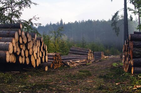 Chopped trees, lumber and wooden logs lying in the forest during deforestation