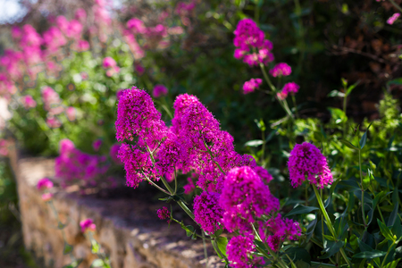 Natural floral background. Purple flowers in the garden - landscape design.の写真素材