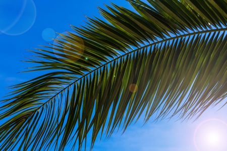 Tropical palm branch on a background of blue sky, natural background. Tropical backgroundの写真素材