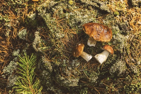 Edible mushrooms on a moss-covered stump in the forest on a green background, Boletus edulis. Autumn background. Flat lay.の写真素材