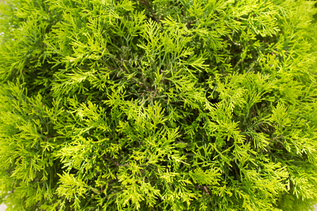 Row of green trees in the park. Row of thuja trees