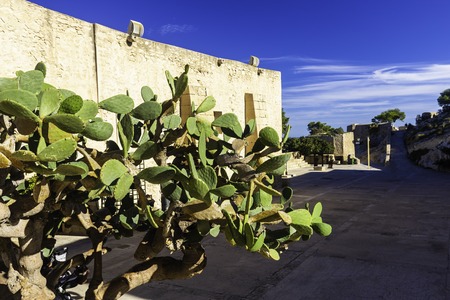 Large ancient prickly pear cactus, tree in Santa Barbara fortress in Alicante, Valencia province, Spainの写真素材