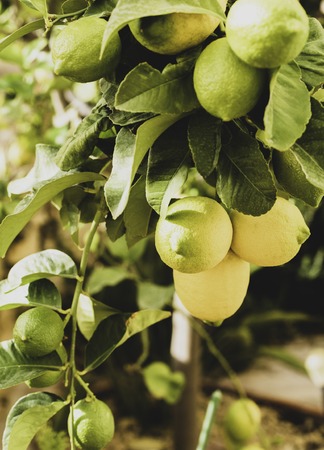 A bunch of fresh lemons on a lemon tree branch in a sunny garden. Selective focus, toned photo.の写真素材