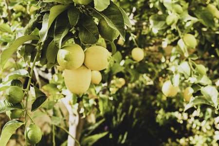 A bunch of fresh lemons on a lemon tree branch in a sunny garden. Selective focus, toned photo.の写真素材