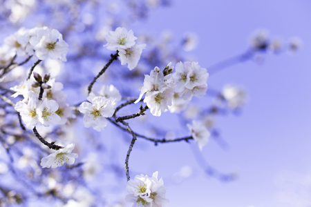 Spring border or background art with pink almond blossoms, beautiful nature scene with blooming tree, sky on an Easter sunny day. Spring flowers in Spain, Europe.の写真素材